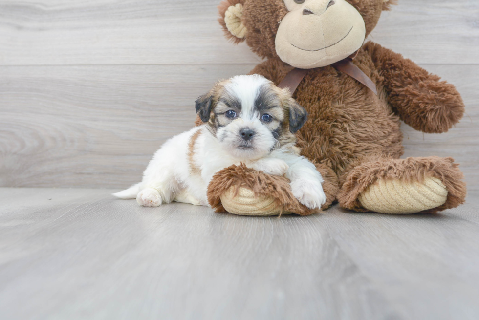 Meet Chip - our Teddy Bear Puppy Photo 1/3 - Premier Pups