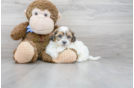Meet Churchill - our Teddy Bear Puppy Photo 2/3 - Premier Pups