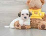 9 week old Teddy Bear Puppy For Sale - Premier Pups