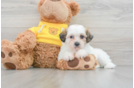 Small Teddy Bear Baby