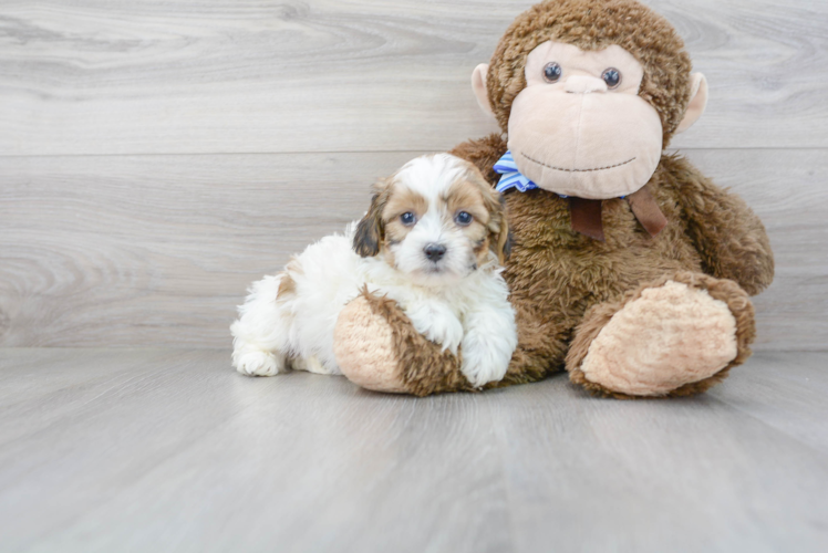 Meet Cole - our Teddy Bear Puppy Photo 2/3 - Premier Pups