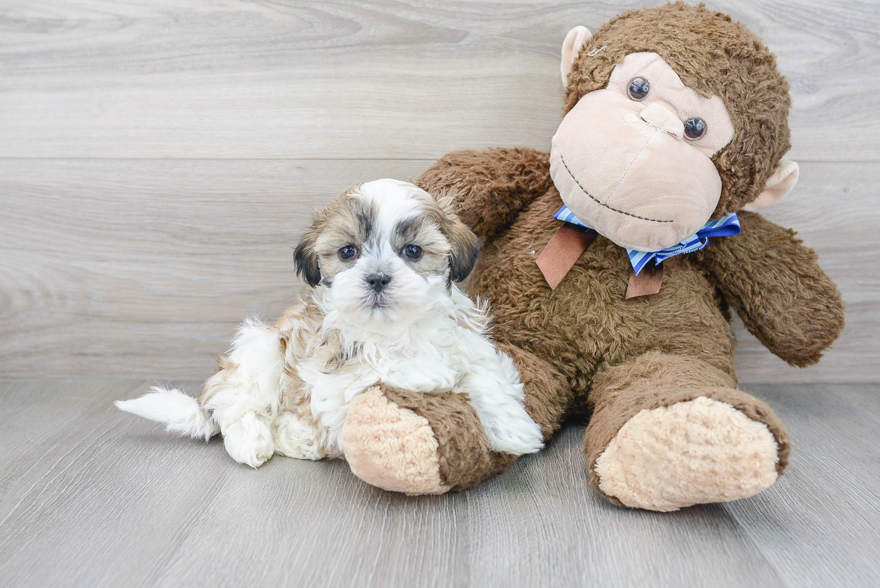 tiny teddies puppies