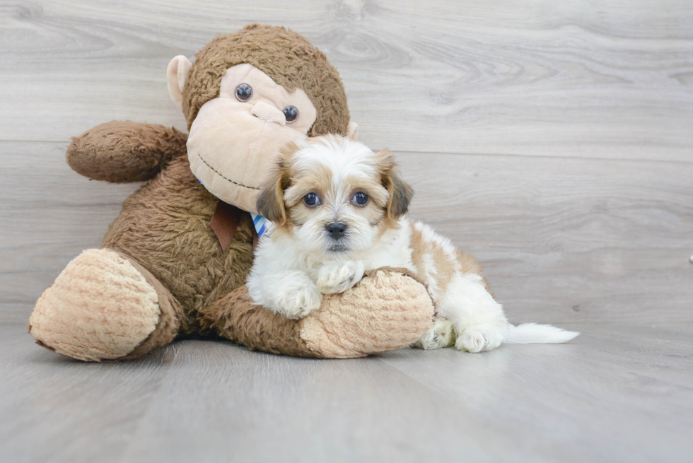 Meet Cole - our Teddy Bear Puppy Photo 1/3 - Premier Pups