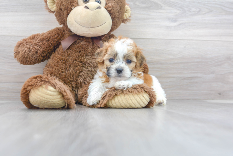 Meet Cole - our Teddy Bear Puppy Photo 1/2 - Premier Pups