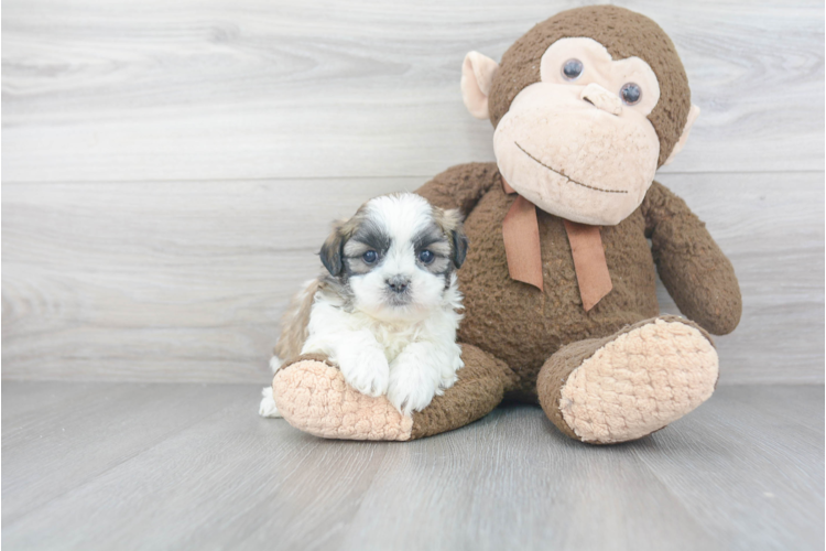 potty training a teddy bear puppy