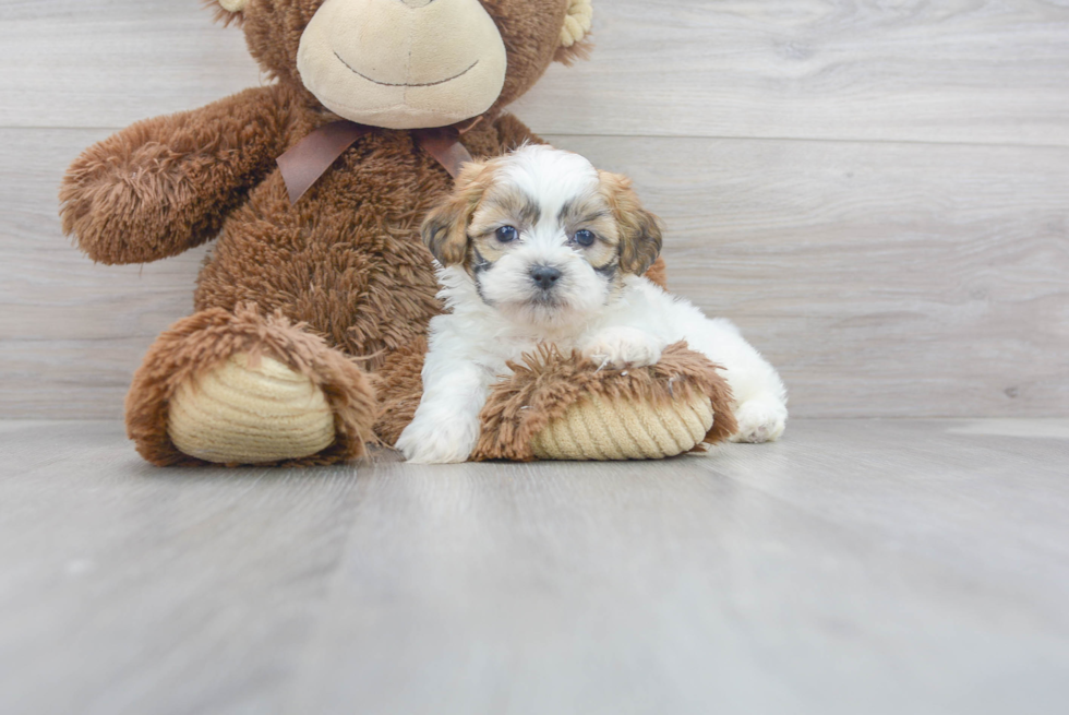 Meet Cyndi - our Teddy Bear Puppy Photo 1/3 - Premier Pups
