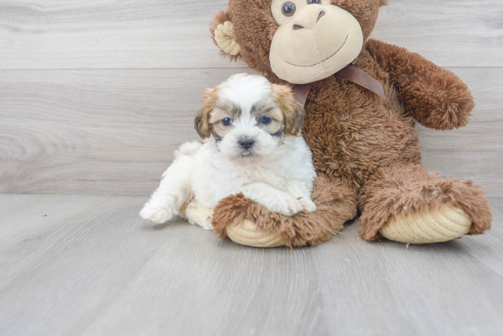 Meet Cyndi - our Teddy Bear Puppy Photo 2/3 - Premier Pups