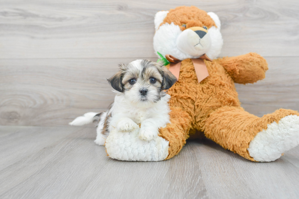 Meet Tinker Bell   ( Tink )  - our Teddy Bear Puppy Photo 1/3 - Premier Pups