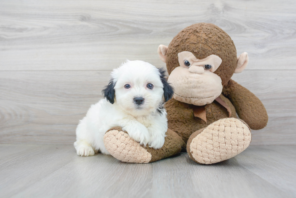 Meet Decker - our Teddy Bear Puppy Photo 2/3 - Premier Pups