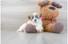 Meet Delaney - our Teddy Bear Puppy Photo 1/3 - Premier Pups