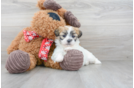 Meet Delaney - our Teddy Bear Puppy Photo 2/3 - Premier Pups