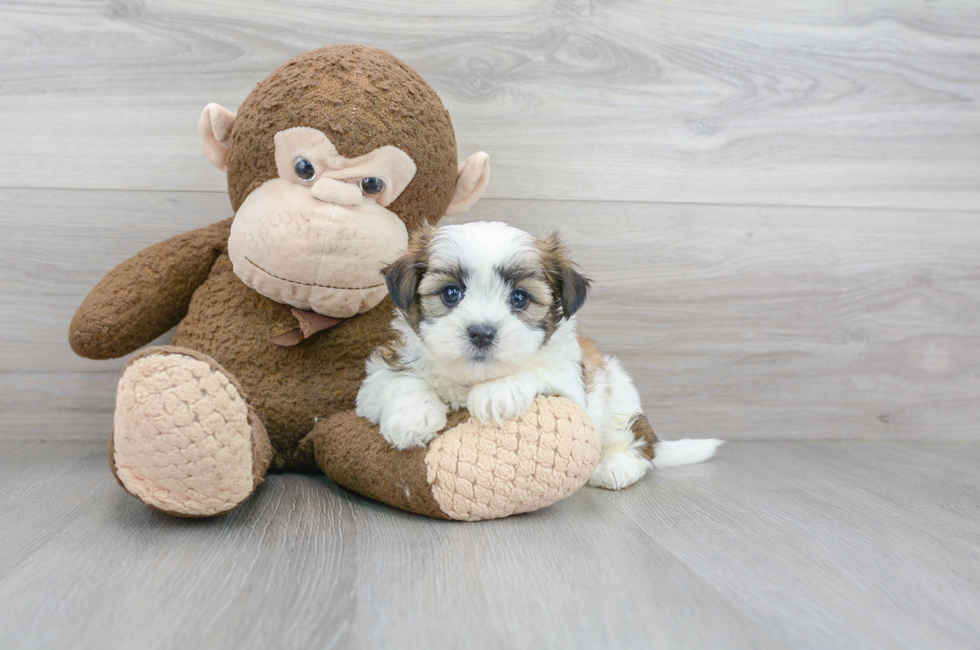Teddy Bear Puppies for Sale