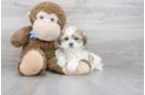 Meet Destiny - our Teddy Bear Puppy Photo 2/3 - Premier Pups