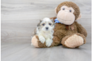 Meet Devin - our Teddy Bear Puppy Photo 2/3 - Premier Pups