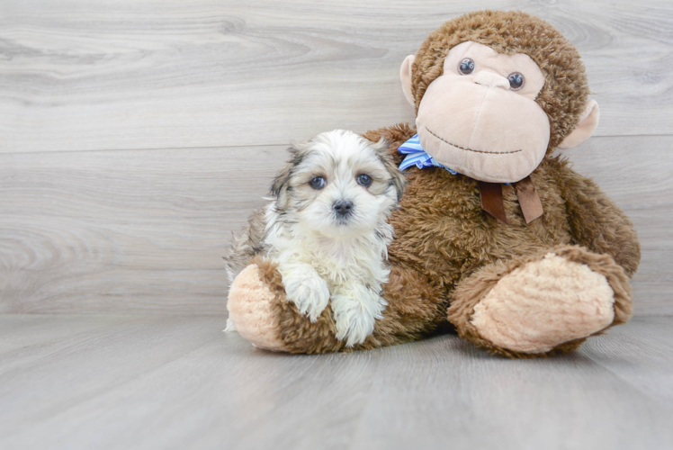 Meet Devin - our Teddy Bear Puppy Photo 2/3 - Premier Pups