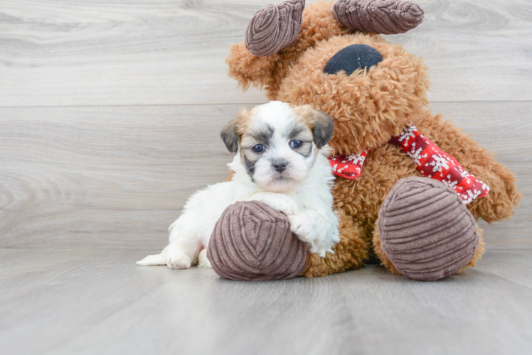 Meet Devin - our Teddy Bear Puppy Photo 1/3 - Premier Pups