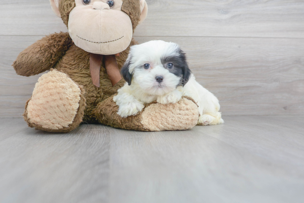 Meet Dorothy - our Teddy Bear Puppy Photo 2/3 - Premier Pups