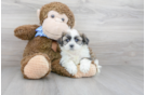 Meet Duke - our Teddy Bear Puppy Photo 2/3 - Premier Pups