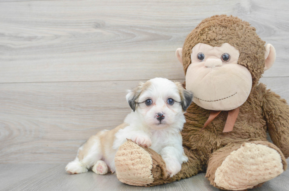 6 week old Teddy Bear Puppy For Sale - Premier Pups