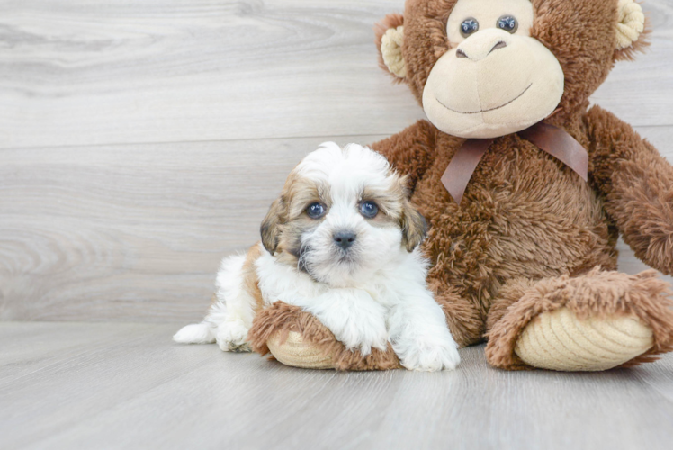 Meet Zeus - our Teddy Bear Puppy Photo 1/3 - Premier Pups