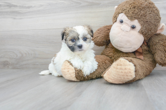 28 week old Teddy Bear Puppy For Sale - Premier Pups