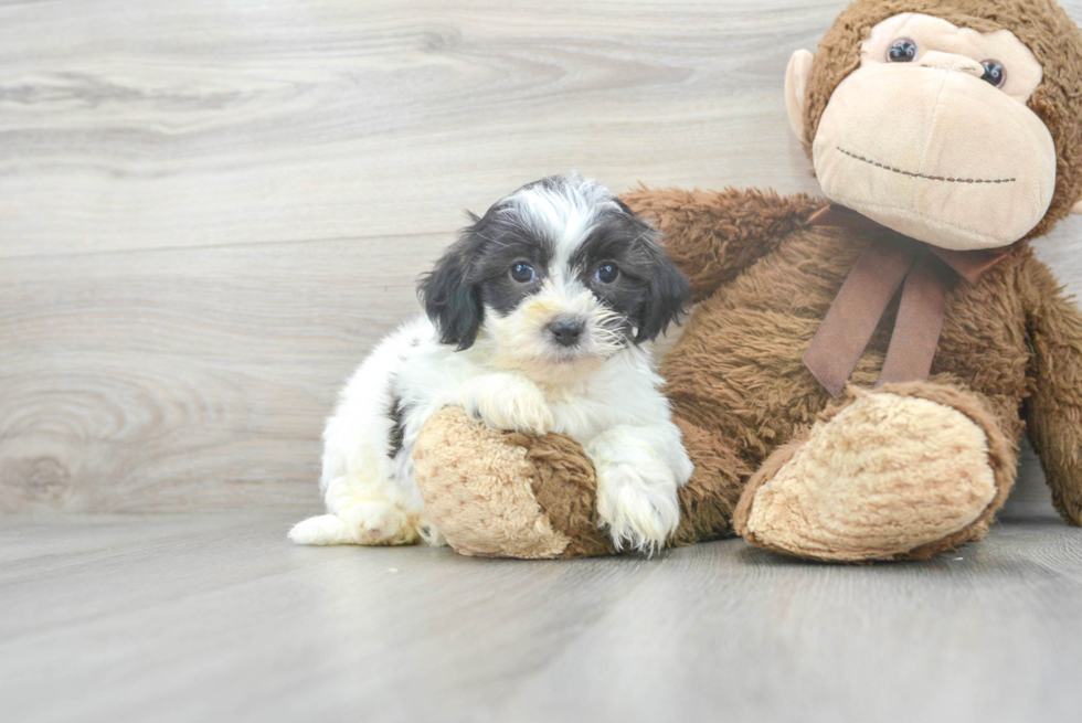Meet Echo - our Teddy Bear Puppy Photo 1/3 - Premier Pups