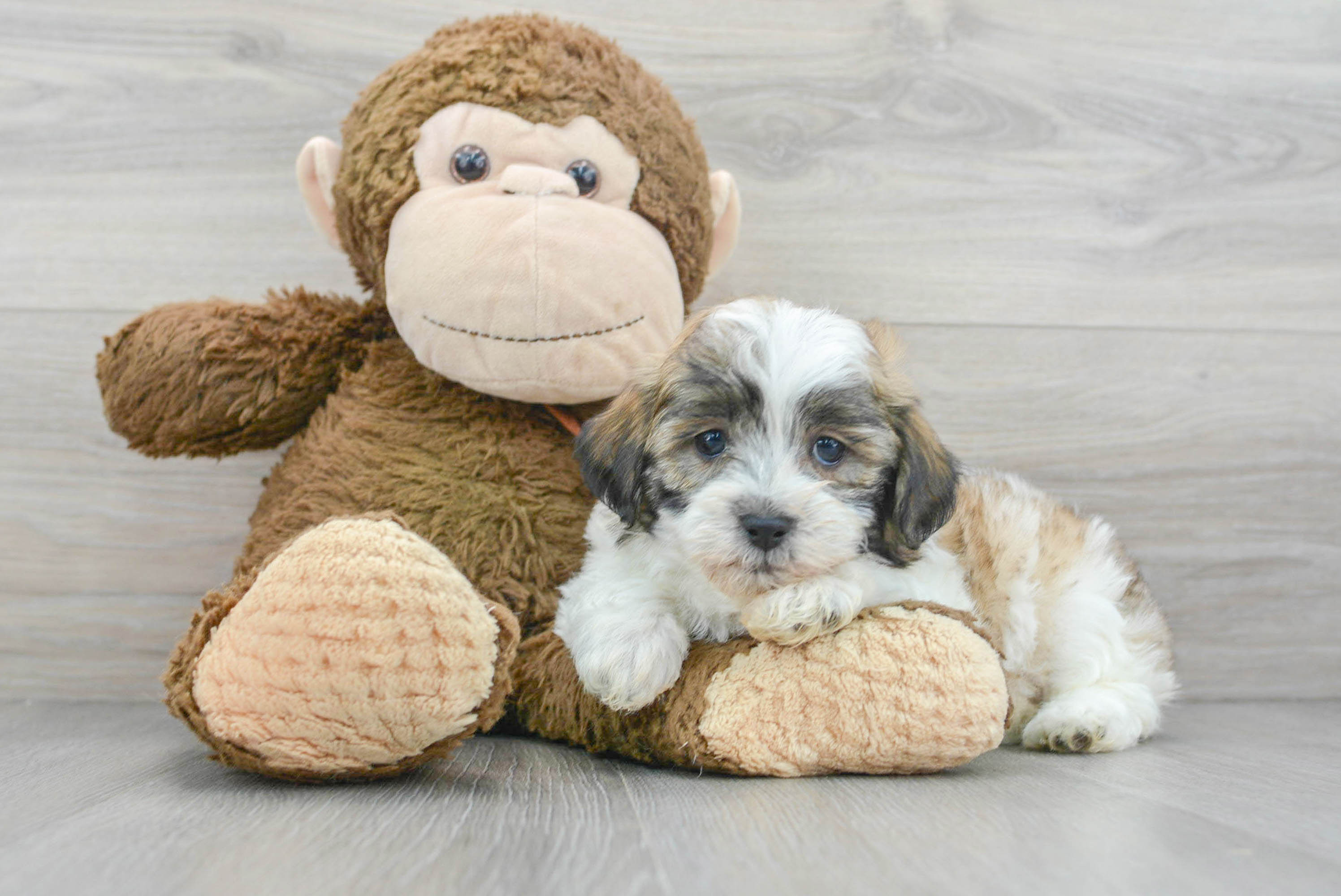 Havanese teddy bear store puppies for sale