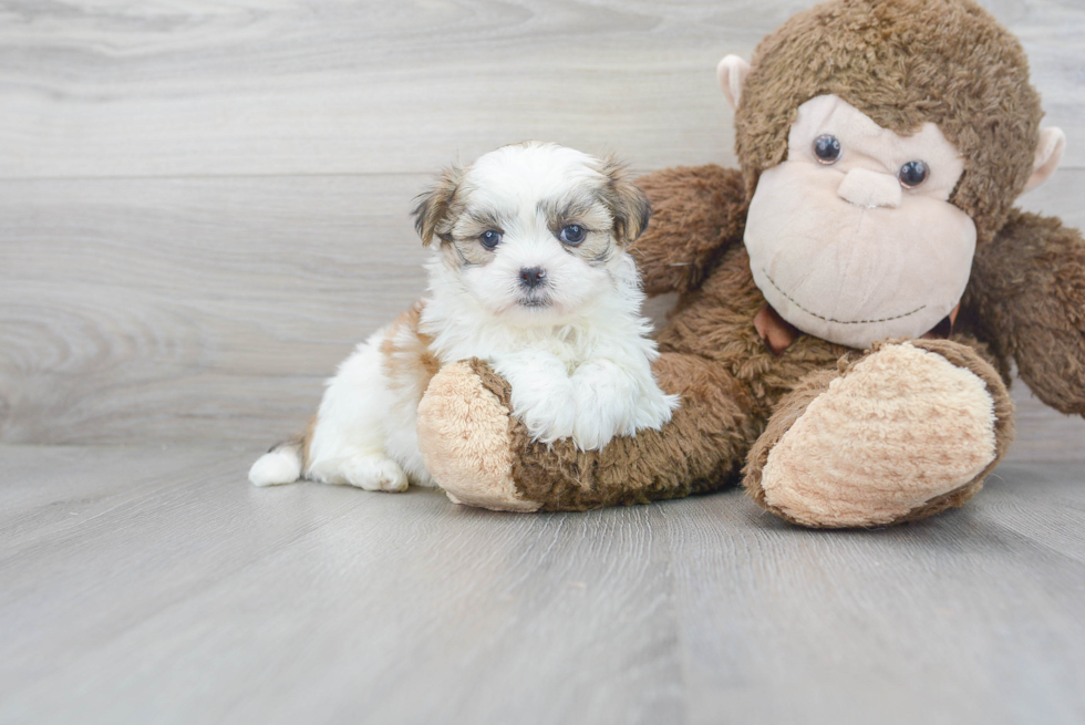 Meet Ed - our Teddy Bear Puppy Photo 2/3 - Premier Pups