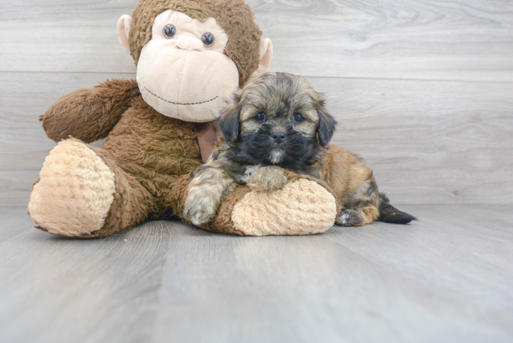 Meet Ed - our Teddy Bear Puppy Photo 1/3 - Premier Pups