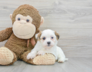 7 week old Teddy Bear Puppy For Sale - Premier Pups
