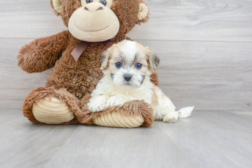 Meet Elijah - our Teddy Bear Puppy Photo 1/3 - Premier Pups