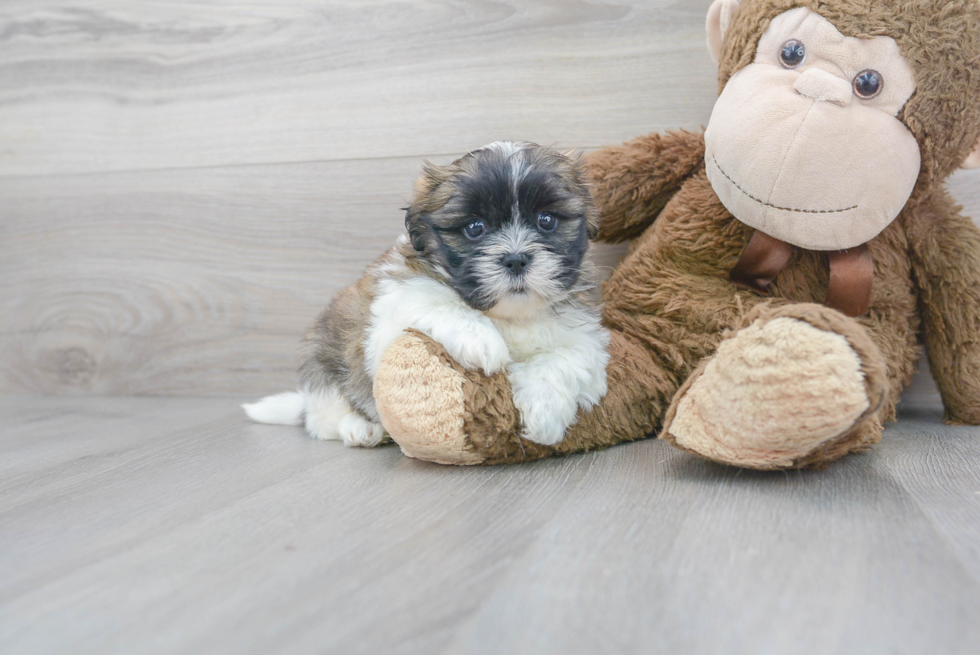 Meet Elijah - our Teddy Bear Puppy Photo 2/3 - Premier Pups