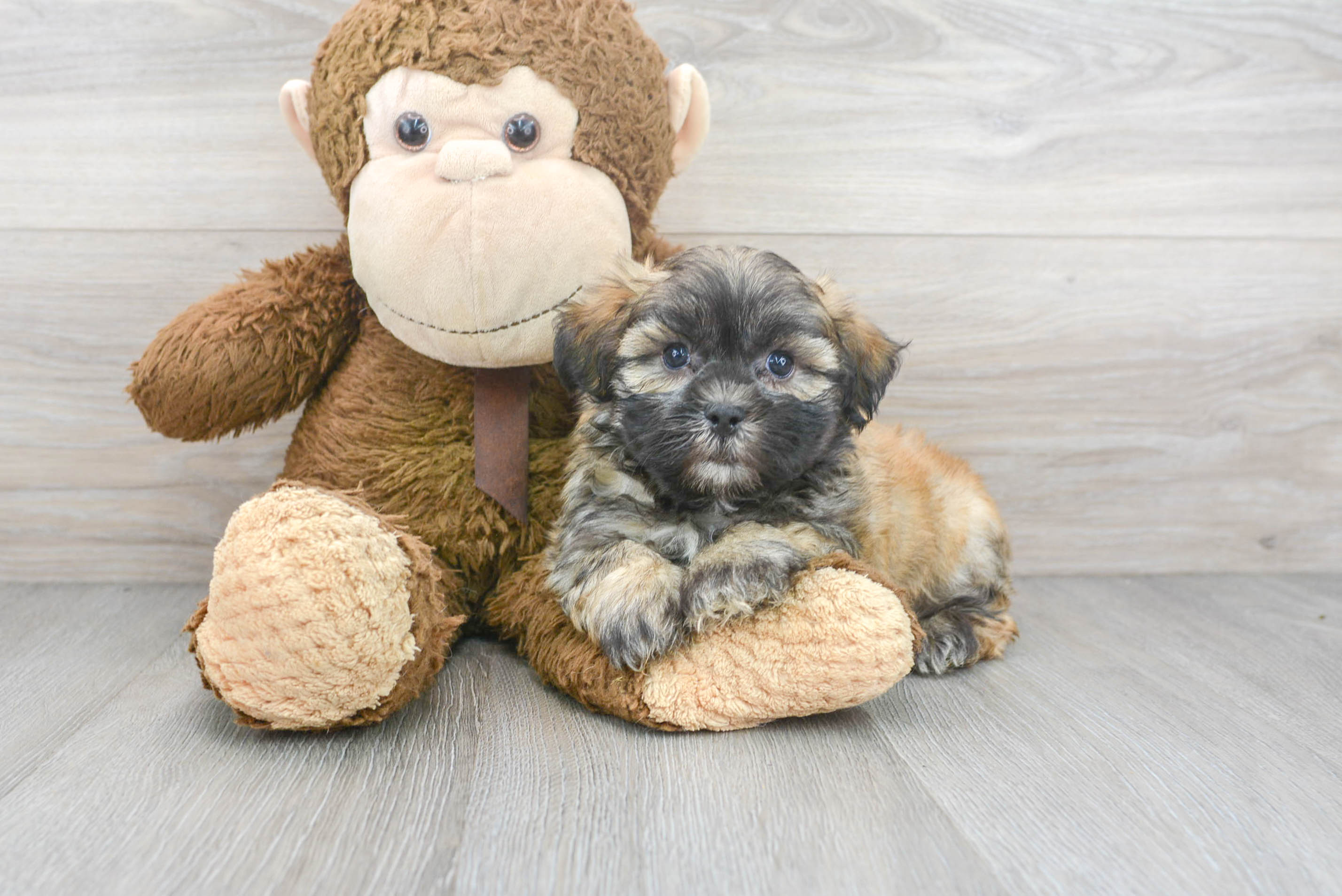 teacup teddy bear puppies for sale