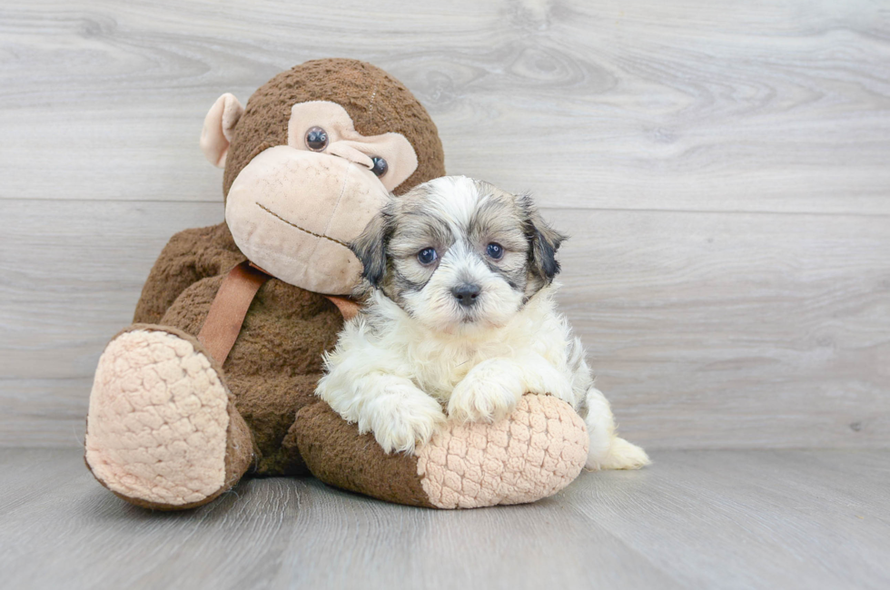 Teddy Bear Puppies for Sale