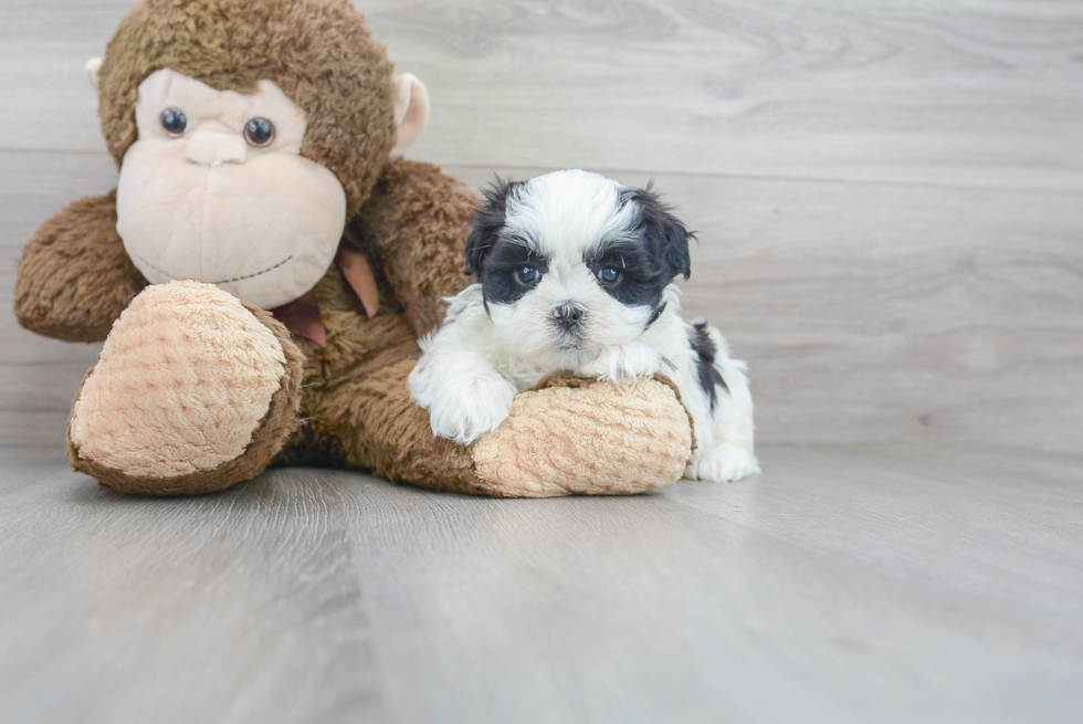 Meet Elton - our Teddy Bear Puppy Photo 1/3 - Premier Pups