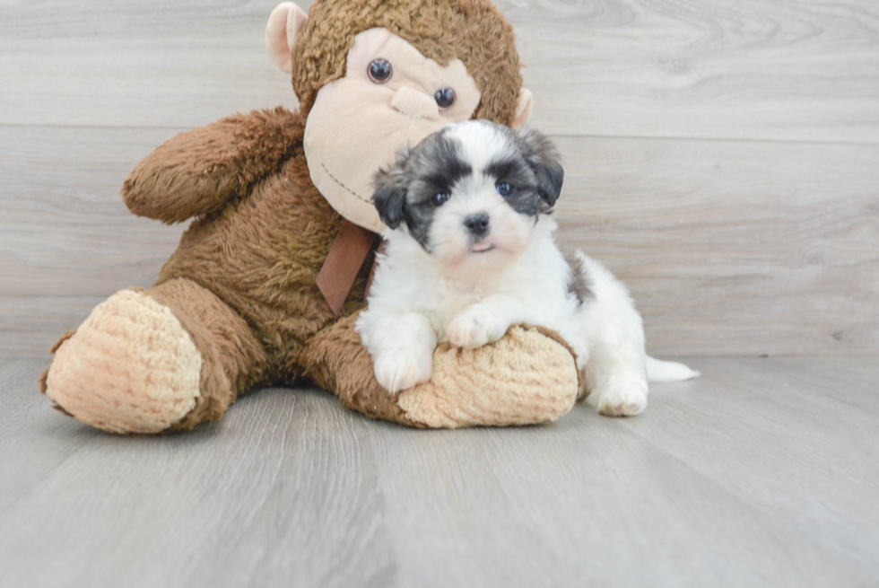 Meet Elton - our Teddy Bear Puppy Photo 1/3 - Premier Pups