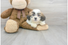 Meet Elton - our Teddy Bear Puppy Photo 1/2 - Premier Pups