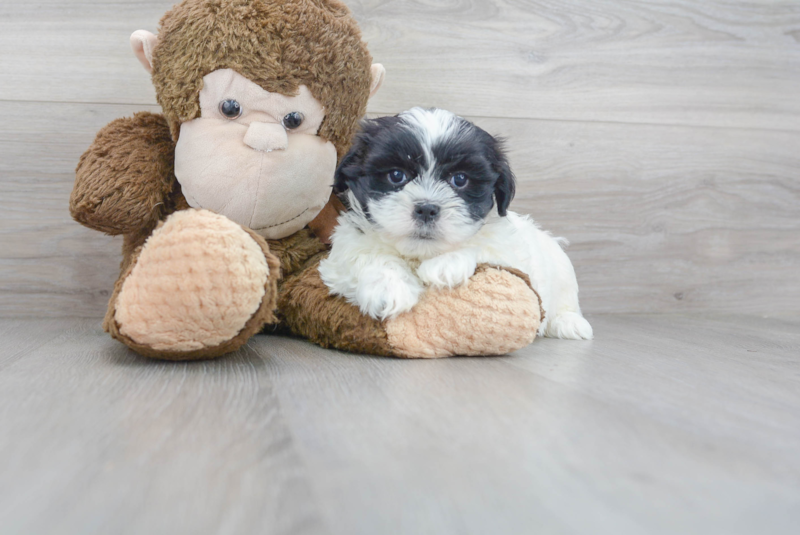 Meet Emerson - our Teddy Bear Puppy Photo 1/3 - Premier Pups