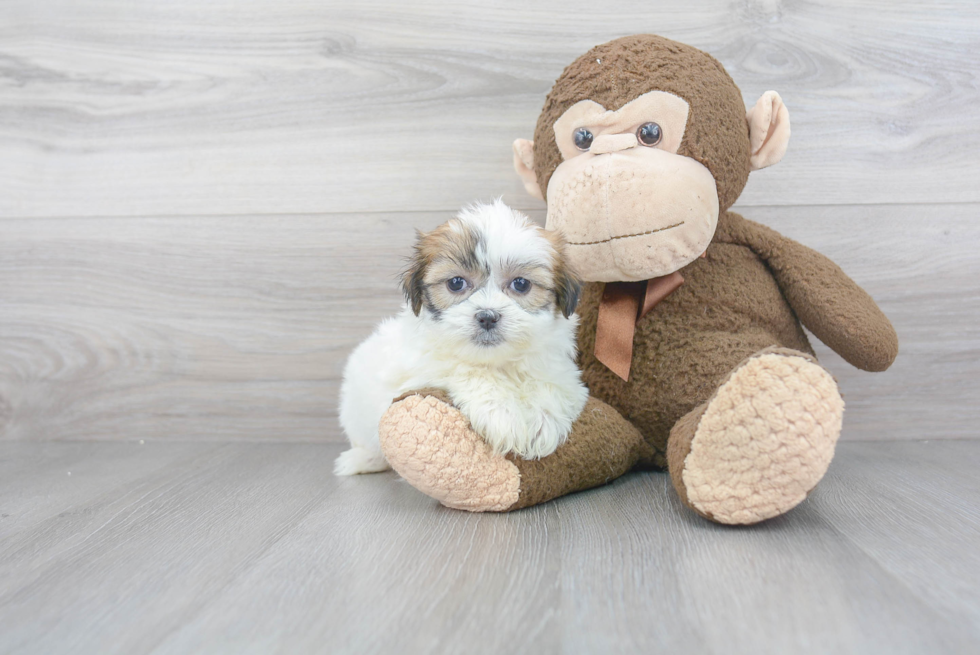 Teddy Bear Puppy for Adoption