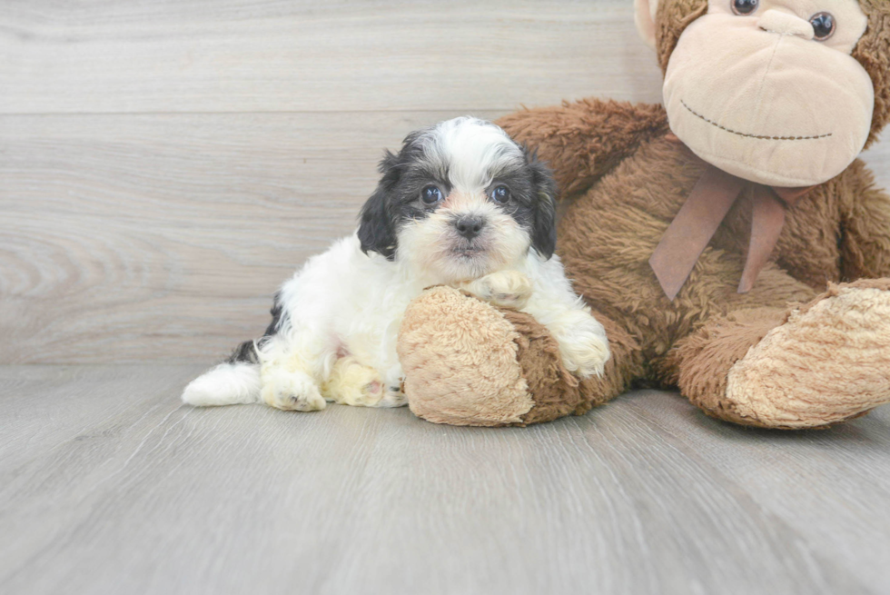 Meet Erin - our Teddy Bear Puppy Photo 2/3 - Premier Pups