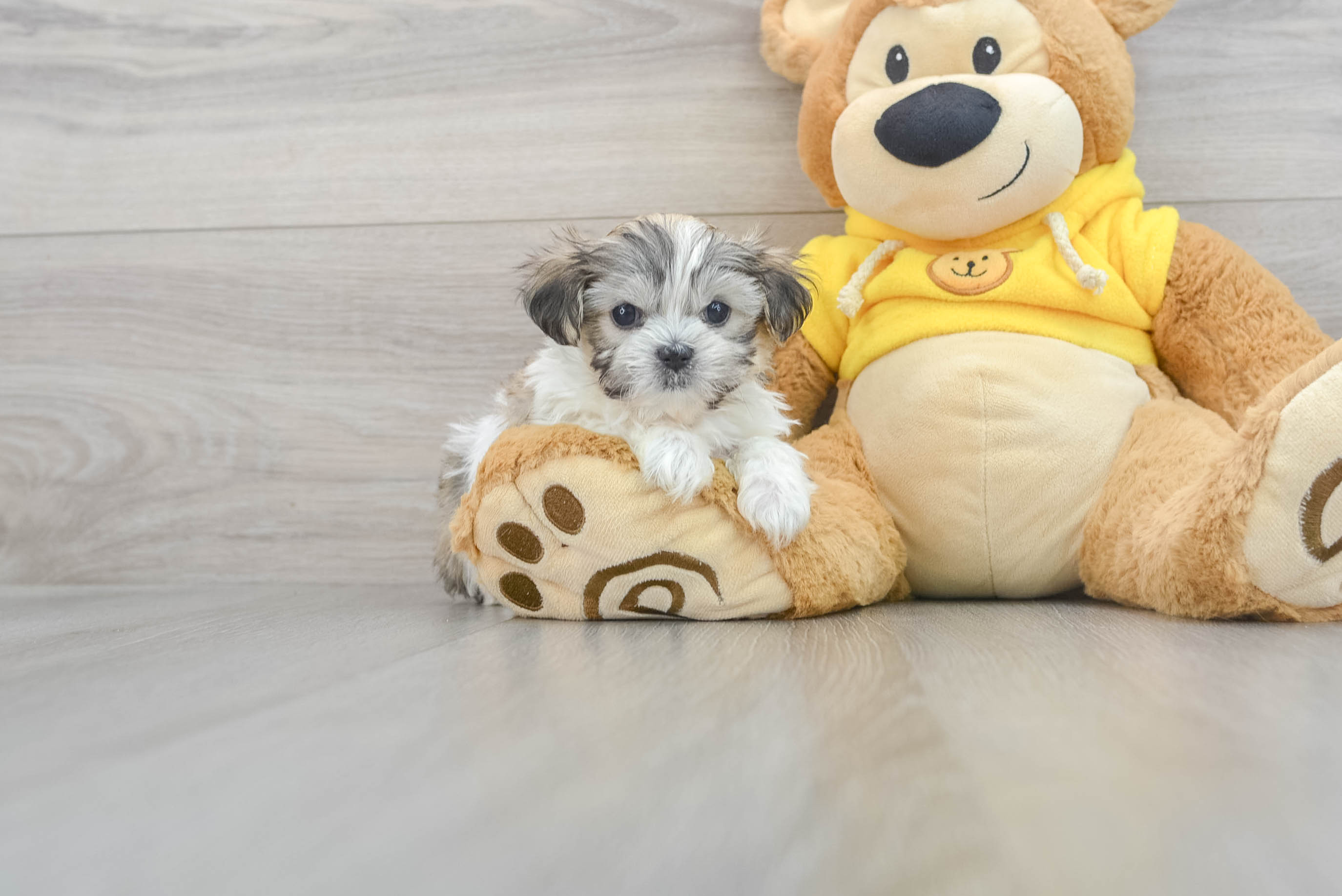 Teddy bear shih tzu best sale for sale