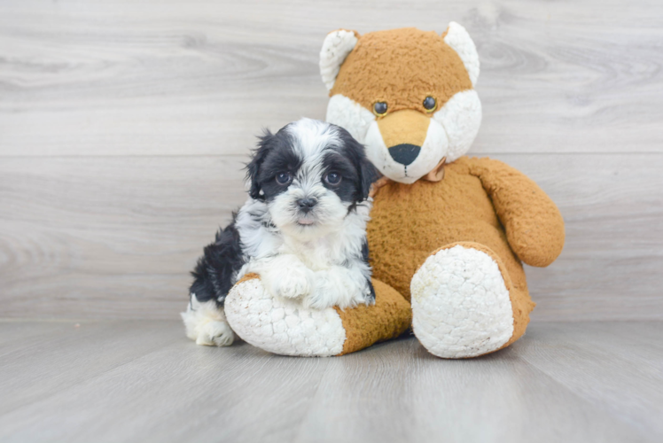Meet Ernie - our Teddy Bear Puppy Photo 1/3 - Premier Pups