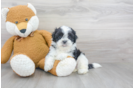 Meet Ernie - our Teddy Bear Puppy Photo 2/3 - Premier Pups