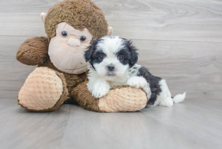 Meet Ernie - our Teddy Bear Puppy Photo 1/2 - Premier Pups