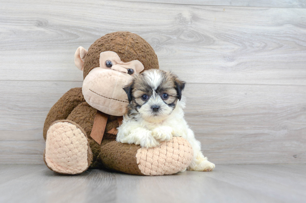 Teddy Bear Puppies for Sale