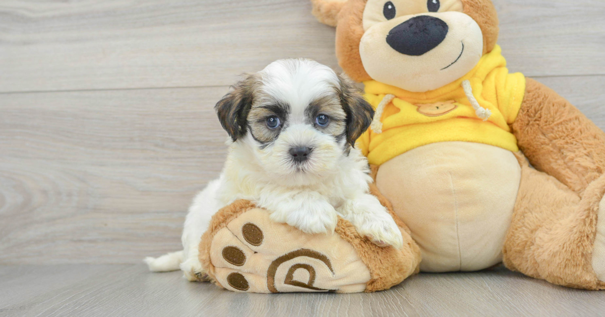 Fluffy Teddy Bear Fargo: 2lb 15oz Designer Puppy