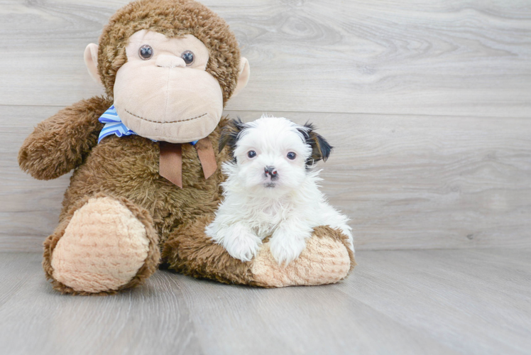 Meet Finn - our Teddy Bear Puppy Photo 1/3 - Premier Pups