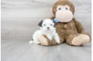 Meet Finn - our Teddy Bear Puppy Photo 2/3 - Premier Pups