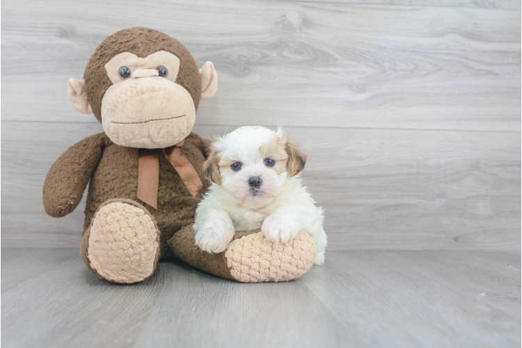 franklin's teddy bear puppies