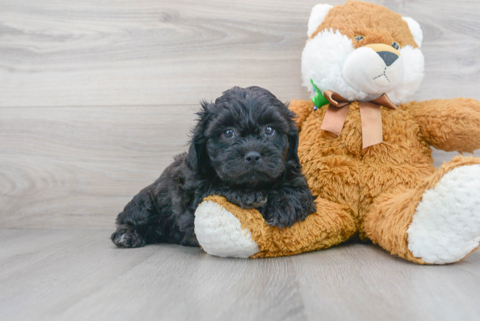 Meet Fletcher - our Teddy Bear Puppy Photo 2/3 - Premier Pups